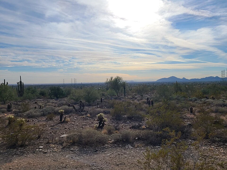 Sonoran Desert landscape with saguaro cactus in Scottsdale, Arizona